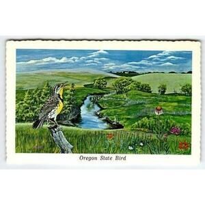 Vintage 1968 Oregon State Bird Western Meadowlark Postcard Signed Ken Haag